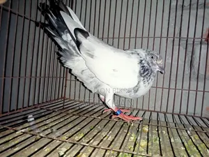 Golden Pigeon. Male