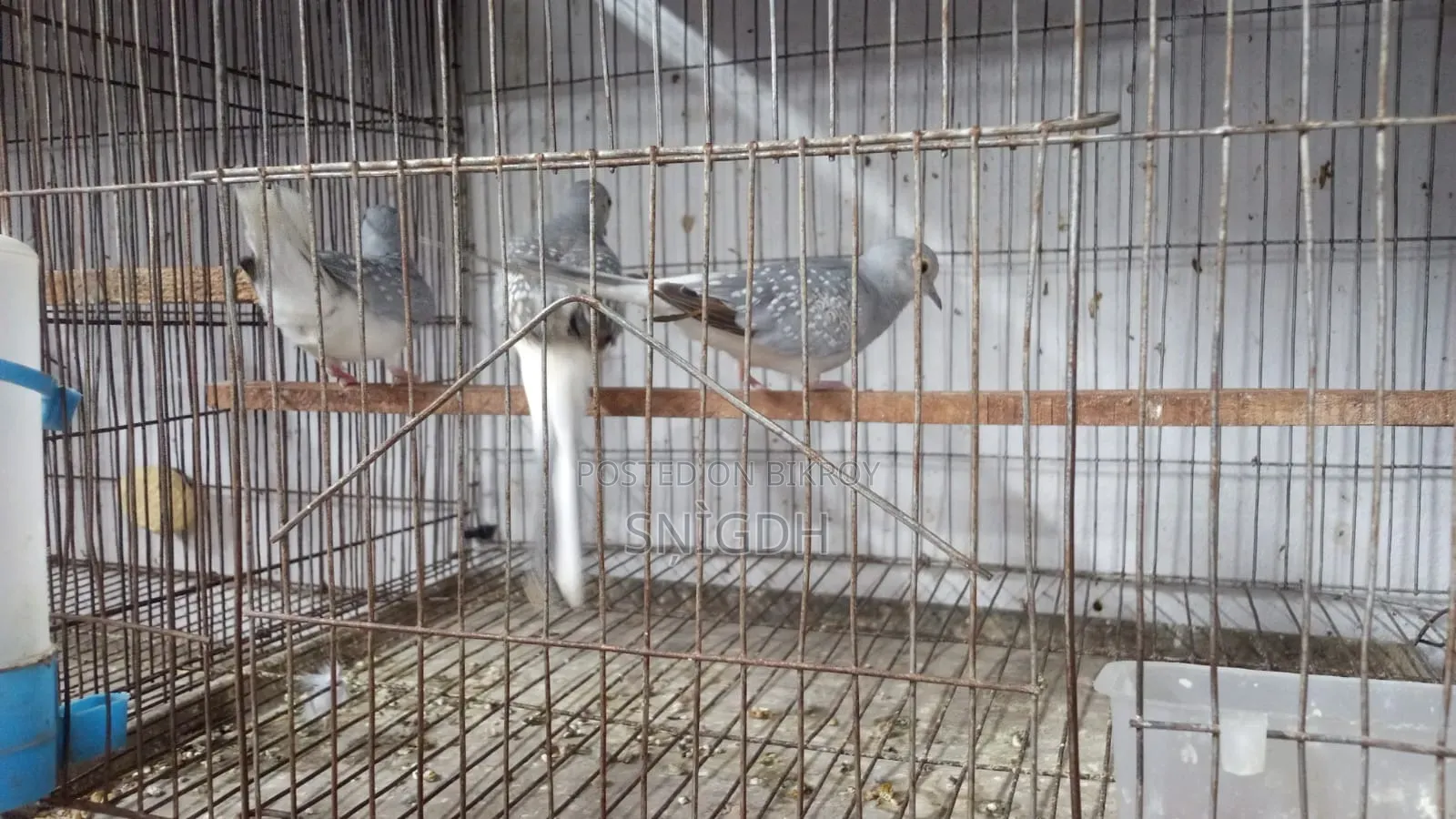 Diamond Dove Female