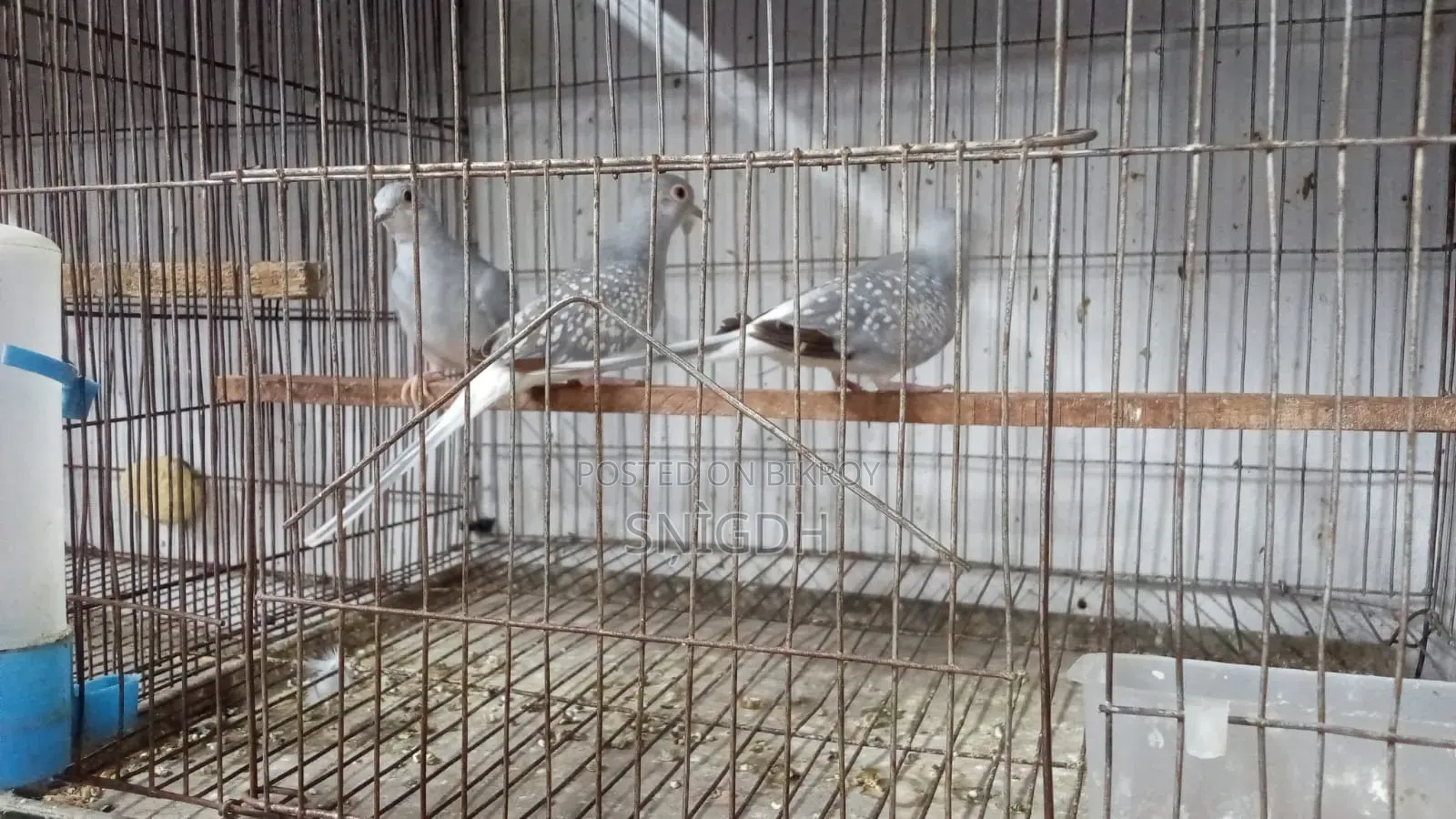 Diamond Dove Female