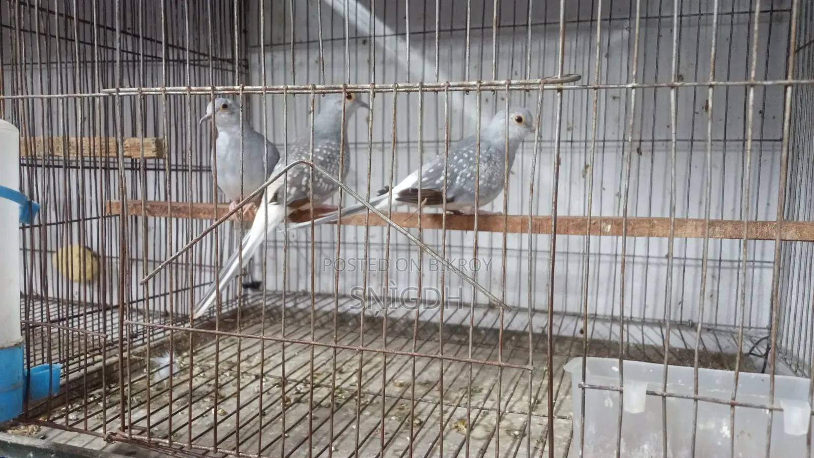 Diamond Dove Female