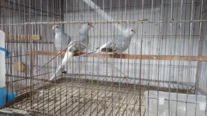 Diamond Dove Female