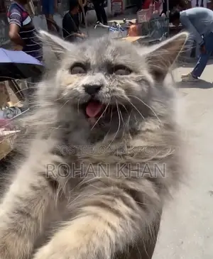 3-6 Months Female Mixed Breed Persian