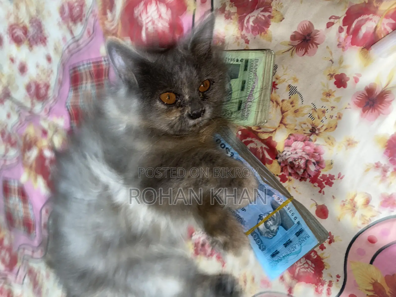 3-6 Months Female Mixed Breed Persian
