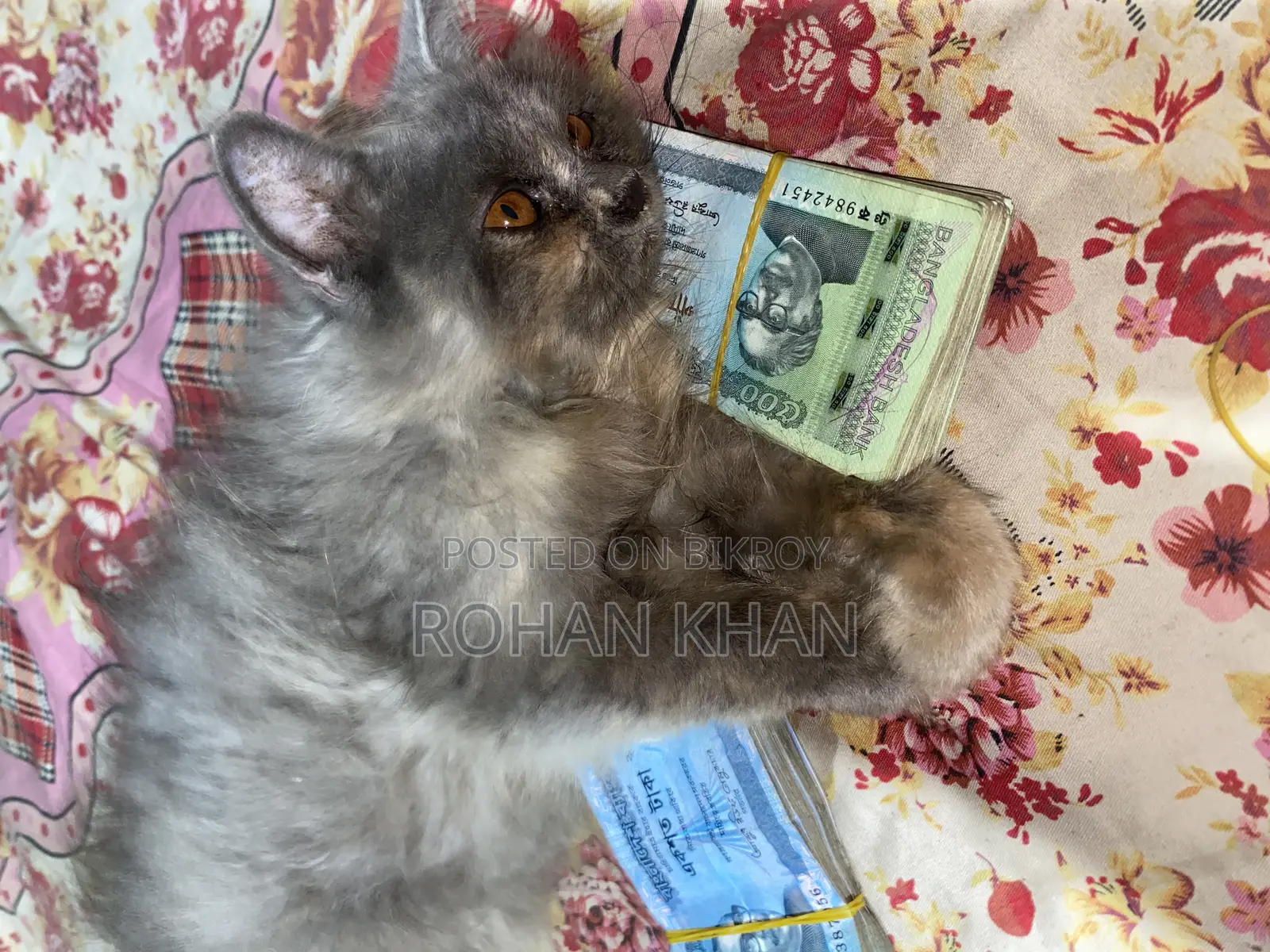 3-6 Months Female Mixed Breed Persian