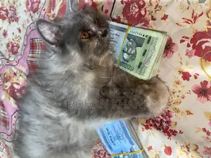 3-6 Months Female Mixed Breed Persian