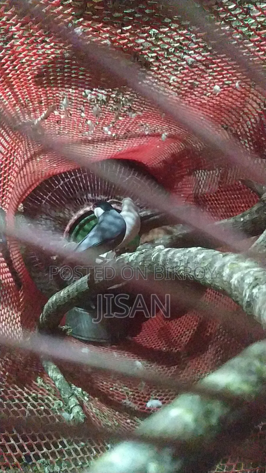 রানিং জাভাপাখি