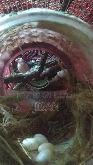 রানিং জাভাপাখি
