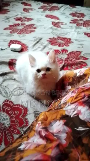 1-3 Months Male Purebred Persian
