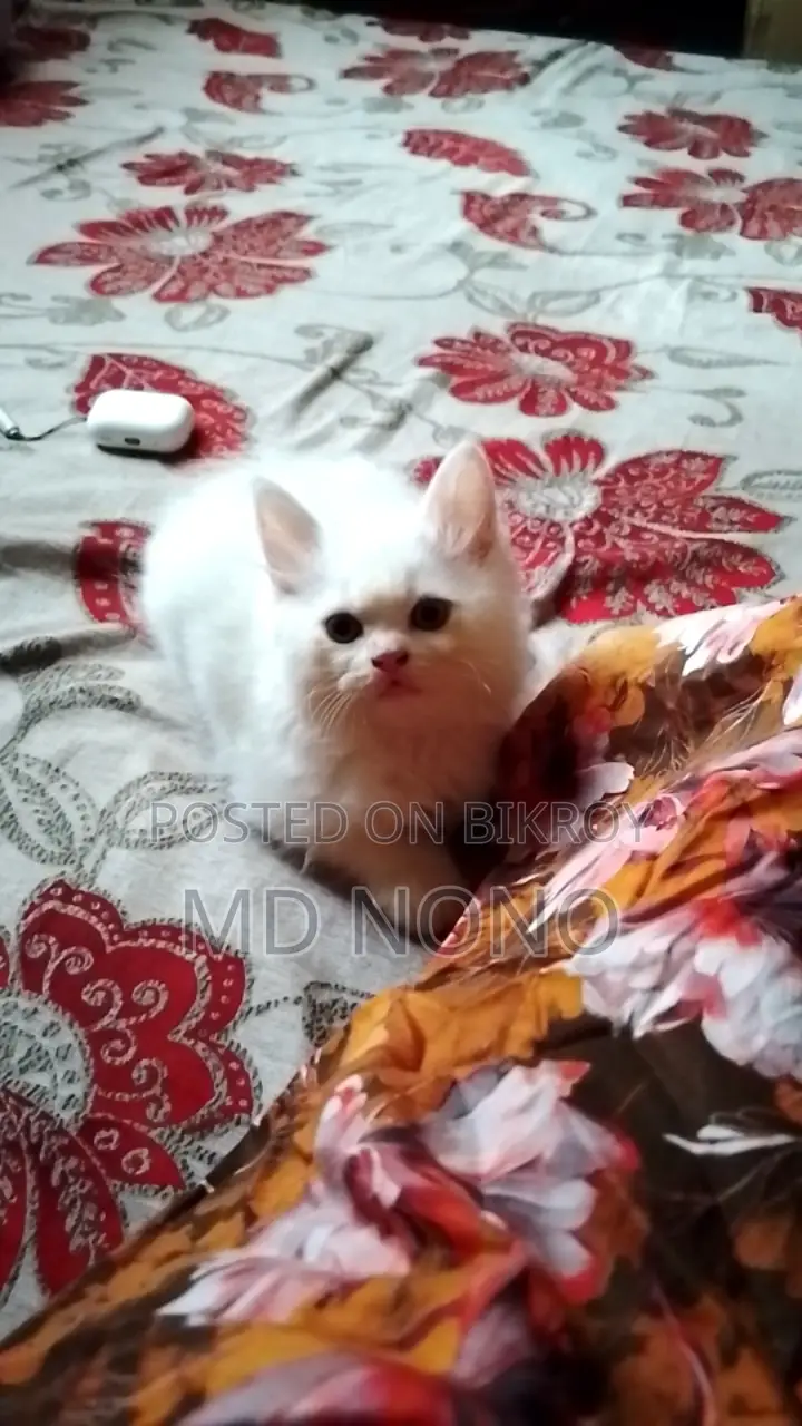 1-3 Months Male Purebred Persian