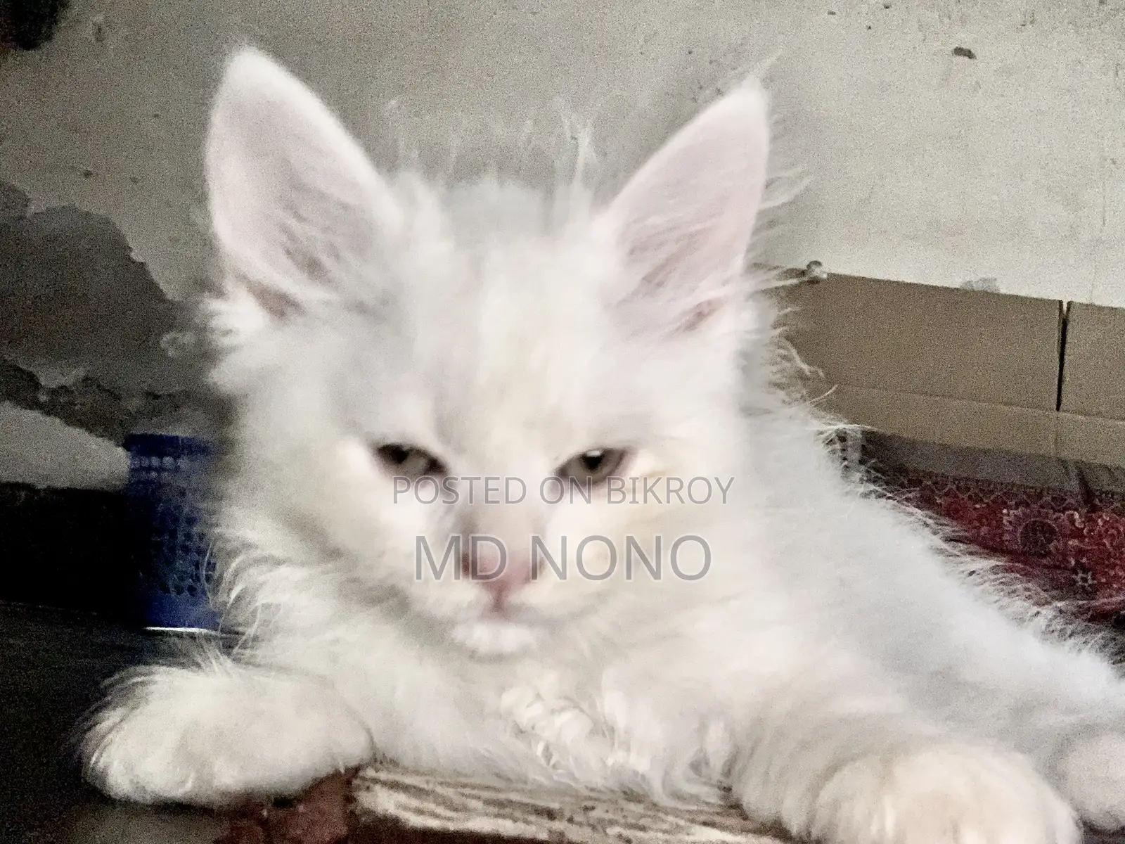 1-3 Months Male Purebred Persian