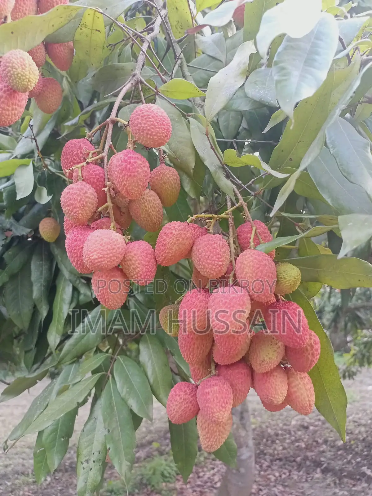 Home Delivery Only Within 10km of Kushtia