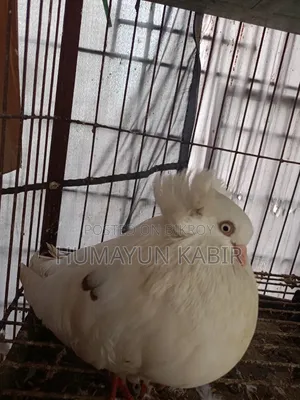Indian Bombay Pigeon