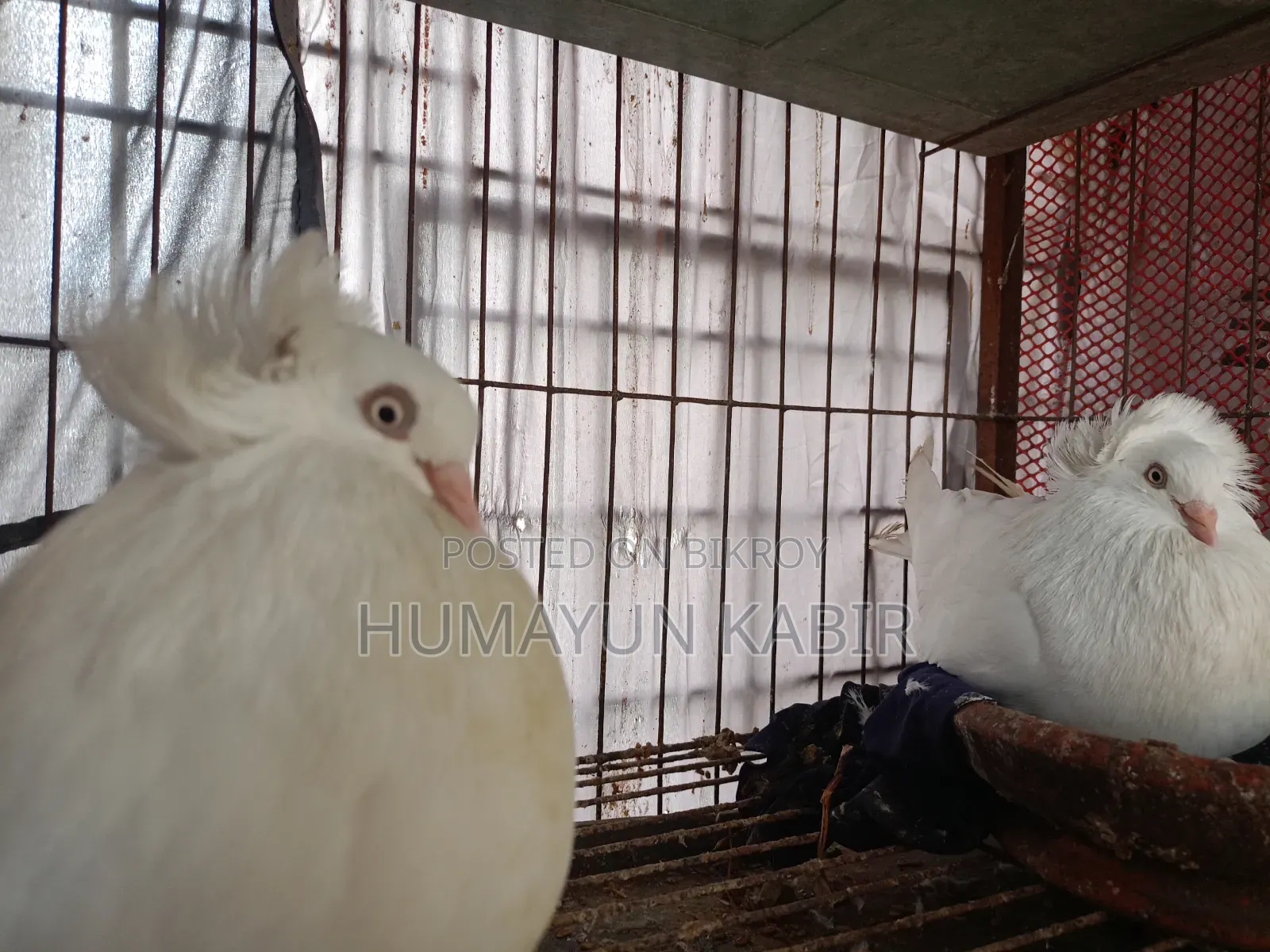 Indian Bombay Pigeon