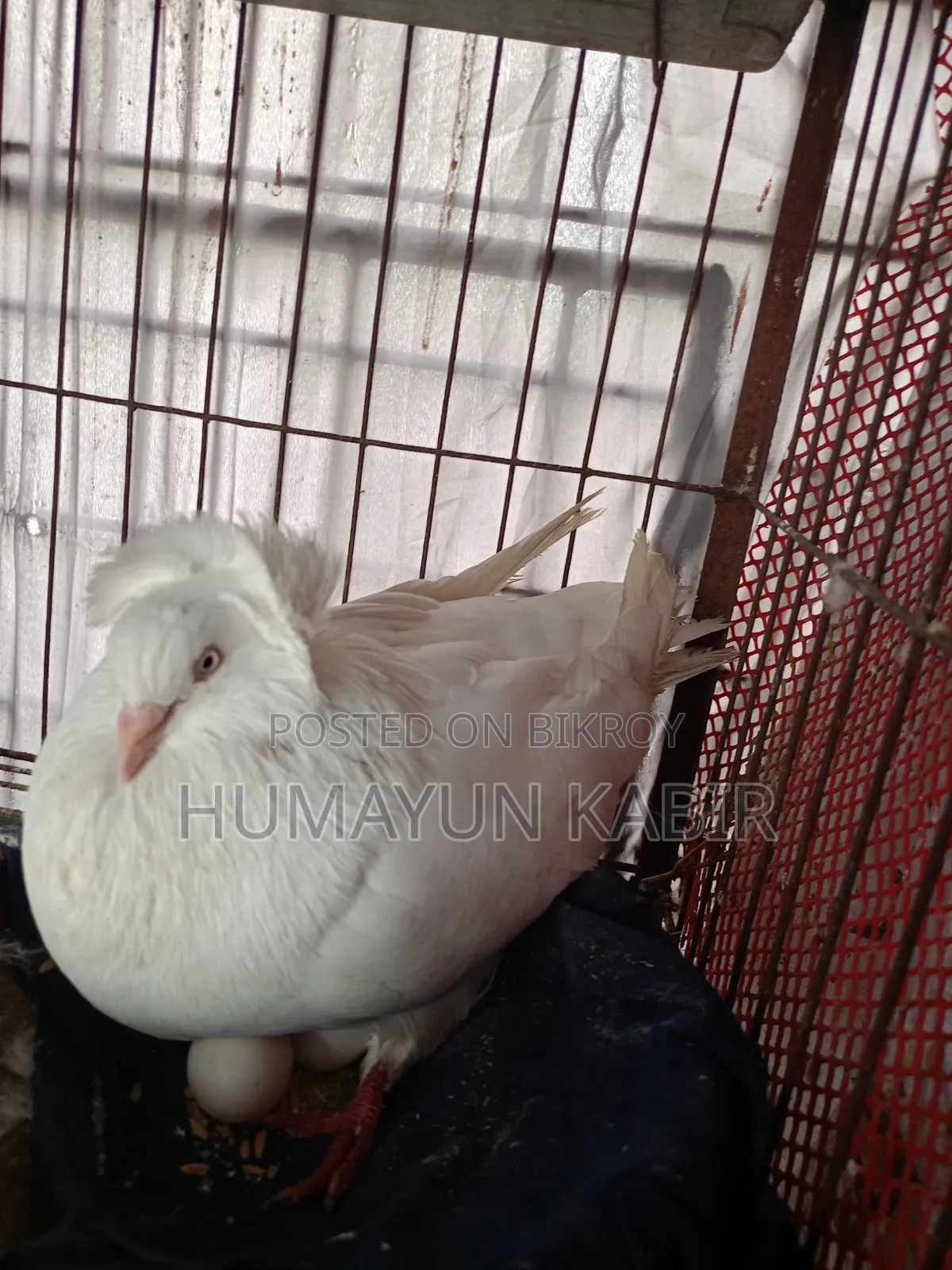 Indian Bombay Pigeon
