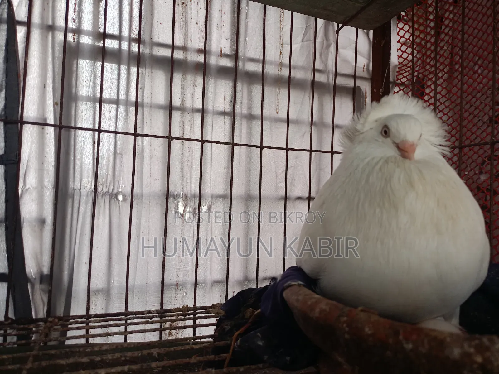 Indian Bombay Pigeon