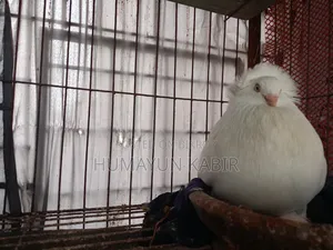 Indian Bombay Pigeon