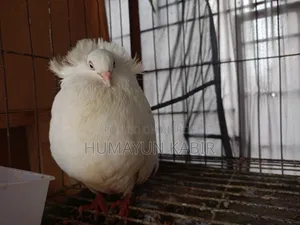 Indian Bombay Pigeon