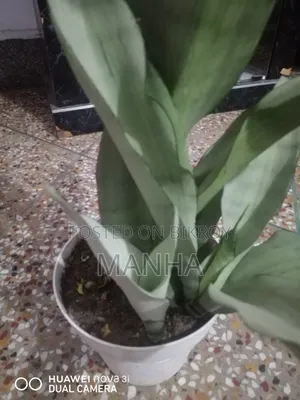 মুন শাইন প্ল্যান্ট