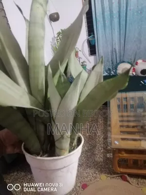 মুন শাইন প্ল্যান্ট