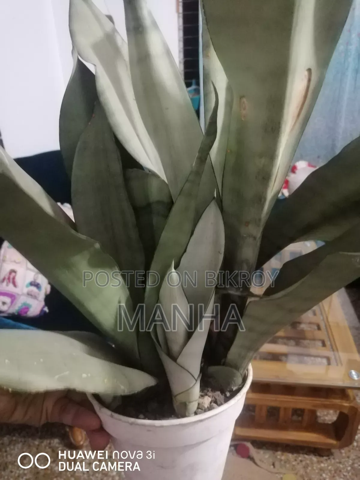 মুন শাইন প্ল্যান্ট