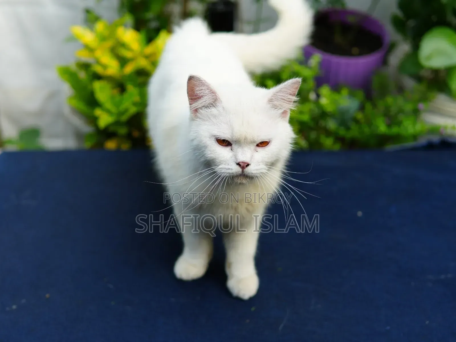 1+ Year Male Purebred Persian