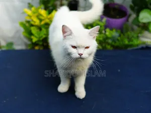 1+ Year Male Purebred Persian