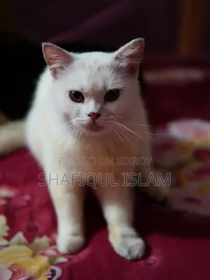 1+ Year Male Purebred Persian