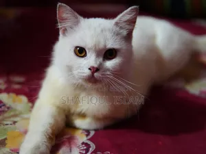 1+ Year Male Purebred Persian