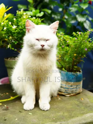 1+ Year Male Purebred Persian