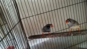 Running Finch Sale (with 5 full setups)