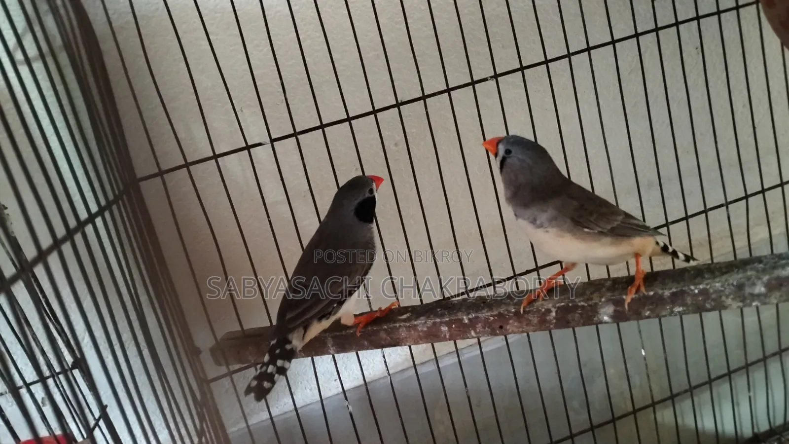 Running Finch Sale (with 5 full setups)