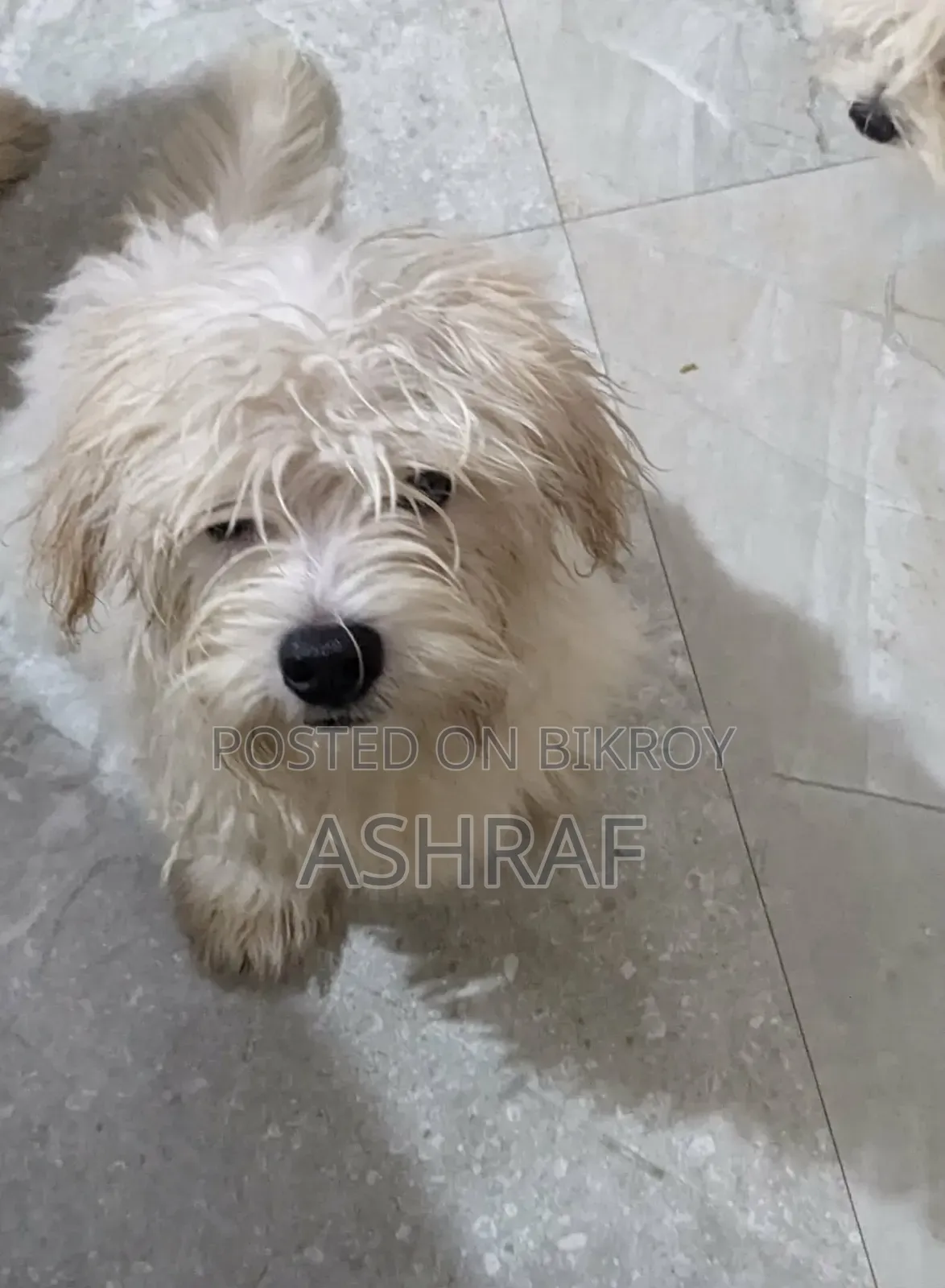 1-3 Months Female Purebred Lhasa Apso