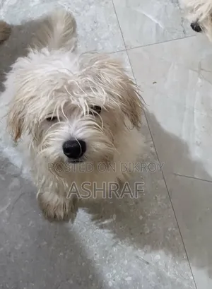 1-3 Months Female Purebred Lhasa Apso