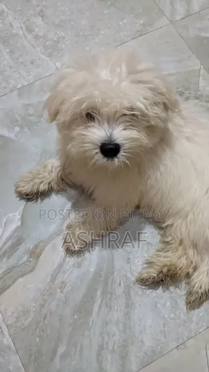 1-3 Months Female Purebred Lhasa Apso