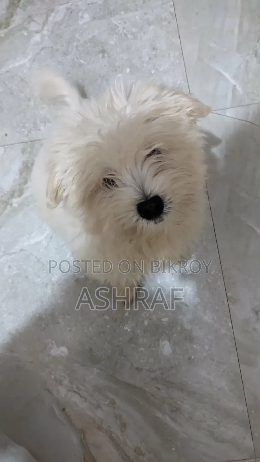 1-3 Months Female Purebred Lhasa Apso