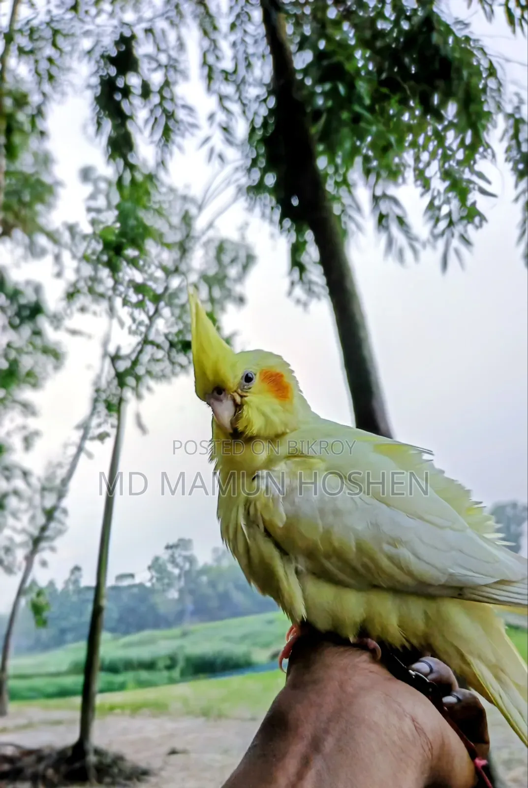 কোকাতিল পাখি বিক্রি করা হবে ৩০০০ টাকা