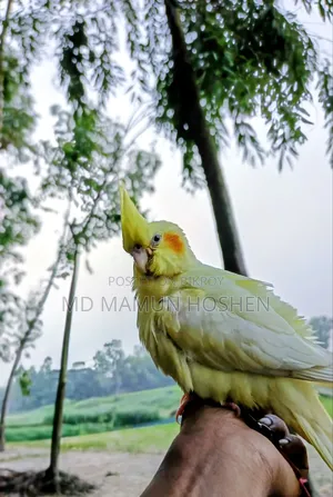 কোকাতিল পাখি বিক্রি করা হবে ৩০০০ টাকা