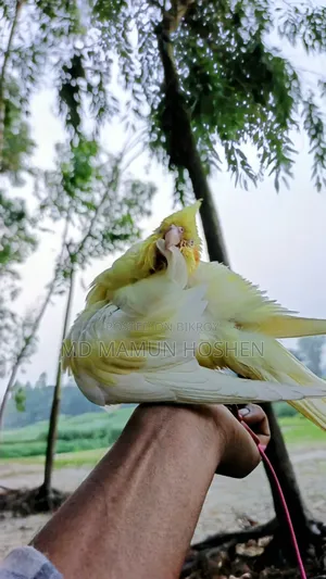 কোকাতিল পাখি বিক্রি করা হবে ৩০০০ টাকা