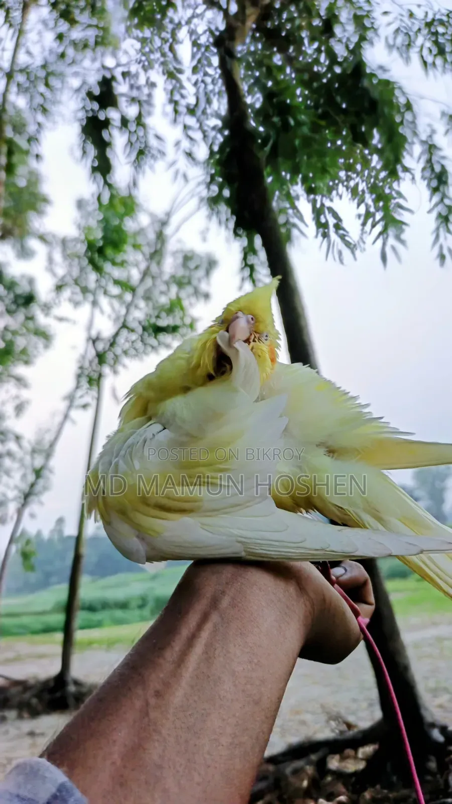 কোকাতিল পাখি বিক্রি করা হবে ৩০০০ টাকা