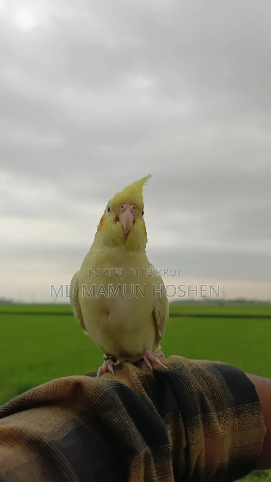 কোকাতিল পাখি বিক্রি করা হবে ৩০০০ টাকা
