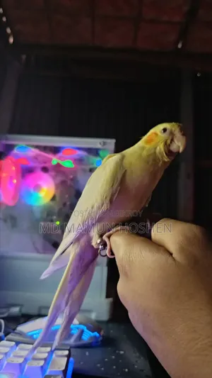 কোকাতিল পাখি বিক্রি করা হবে ৩০০০ টাকা
