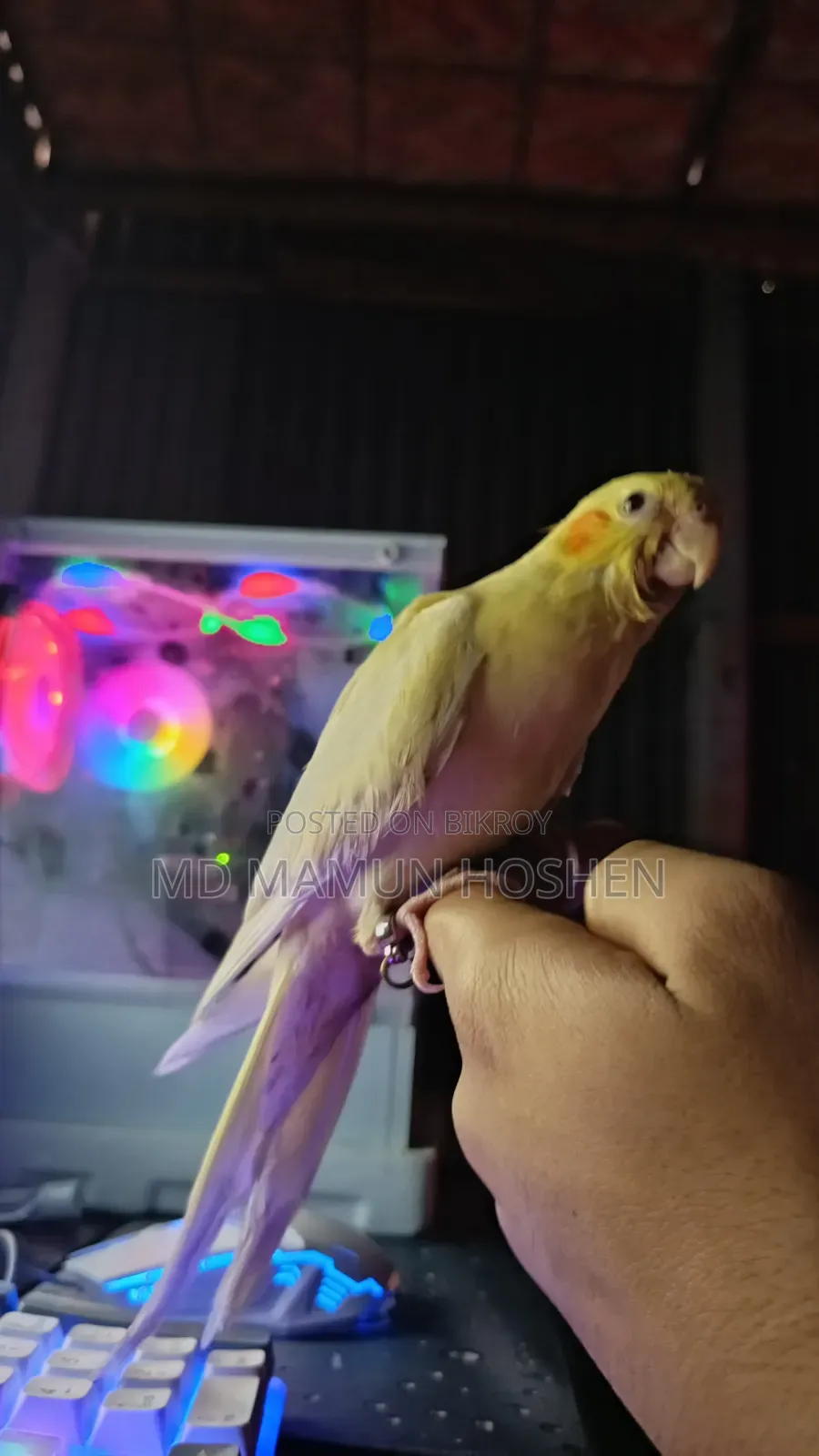 কোকাতিল পাখি বিক্রি করা হবে ৩০০০ টাকা