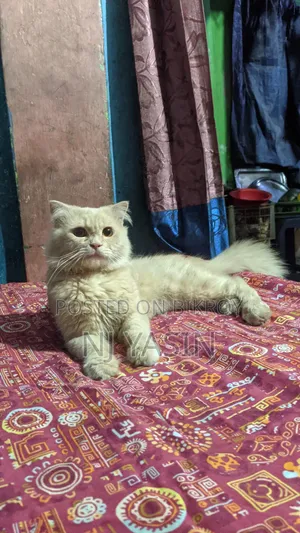 6-12 Months Male Purebred Persian
