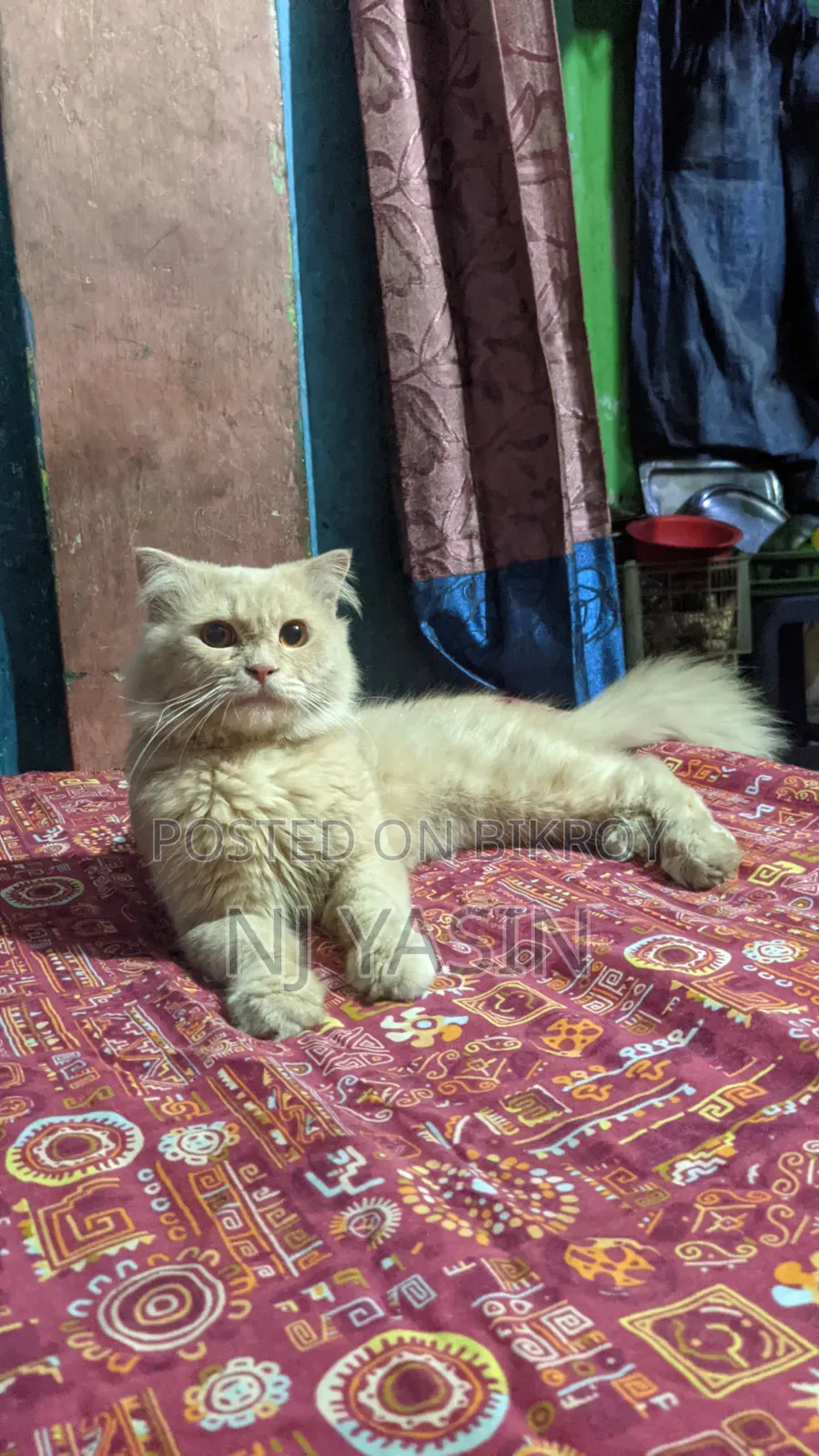 6-12 Months Male Purebred Persian