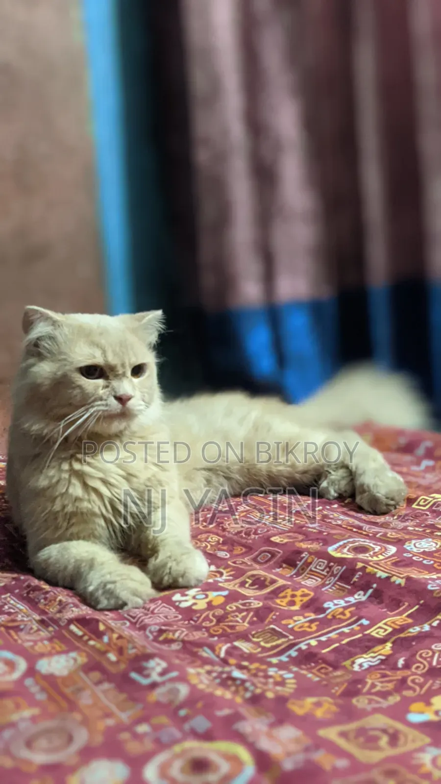 6-12 Months Male Purebred Persian