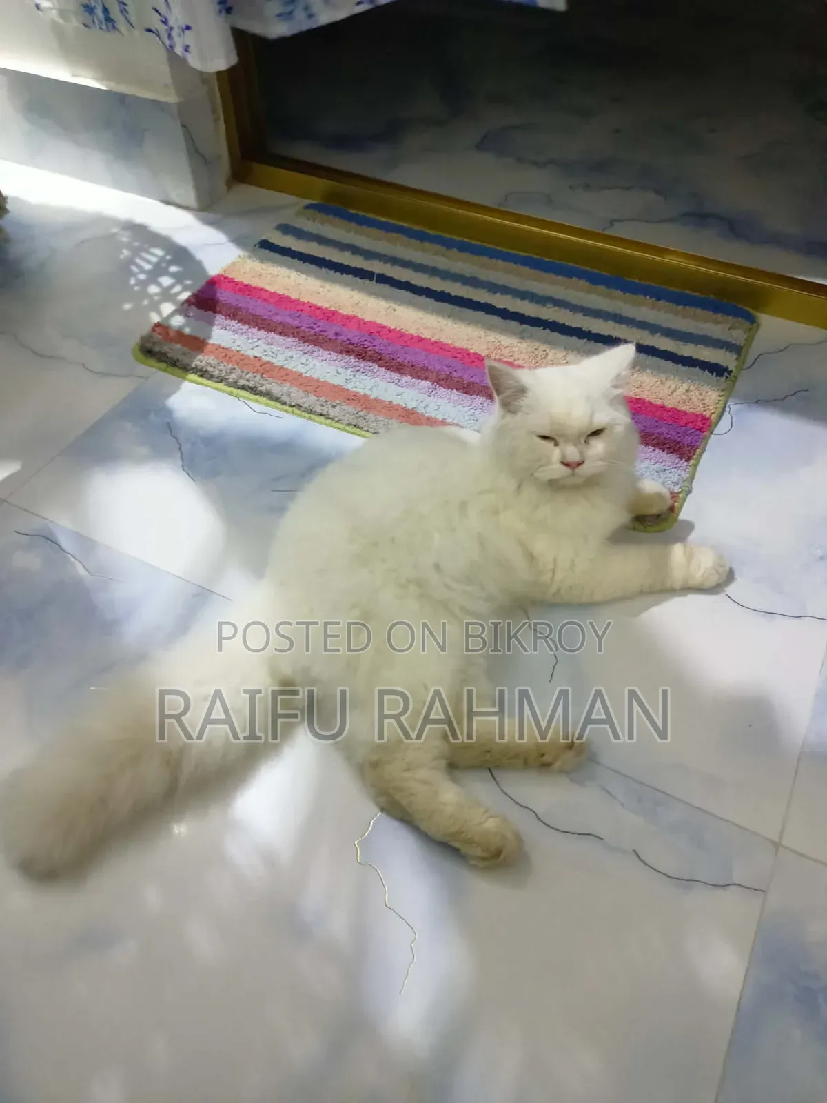 1+ Year Male Purebred Persian