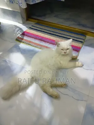 ১ বছরের বেশি বয়সী পুরুষ পিওরব্রেড পার্সিয়ান বিড়াল