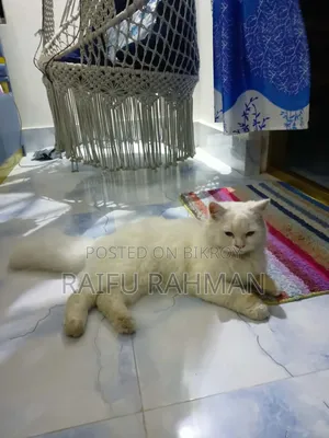 1+ Year Male Purebred Persian