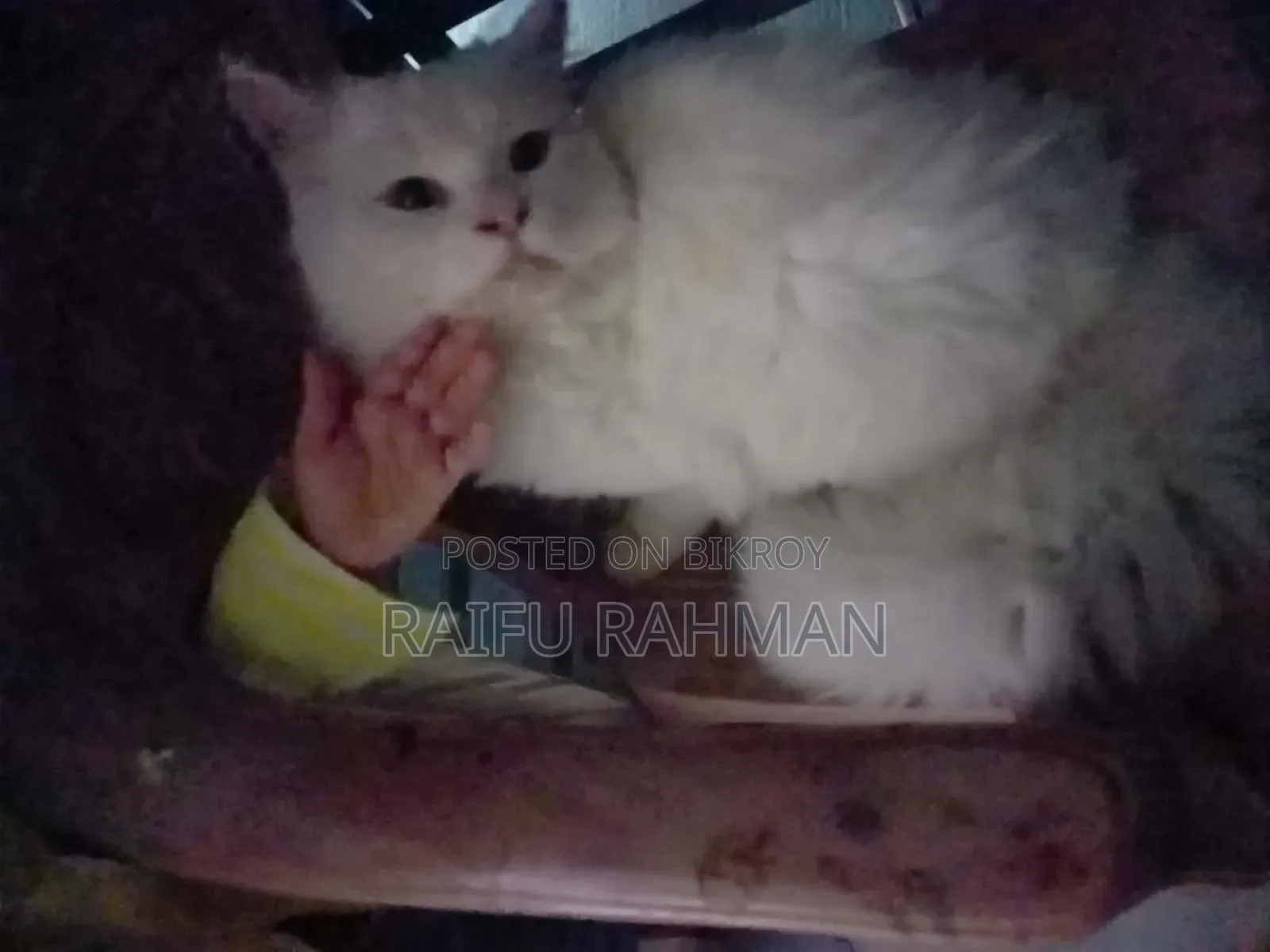 1+ Year Male Purebred Persian
