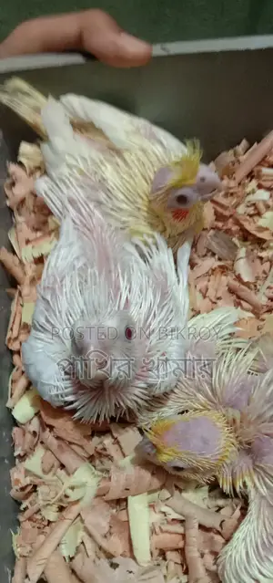 Cockatiel Bird Chicks for Sale